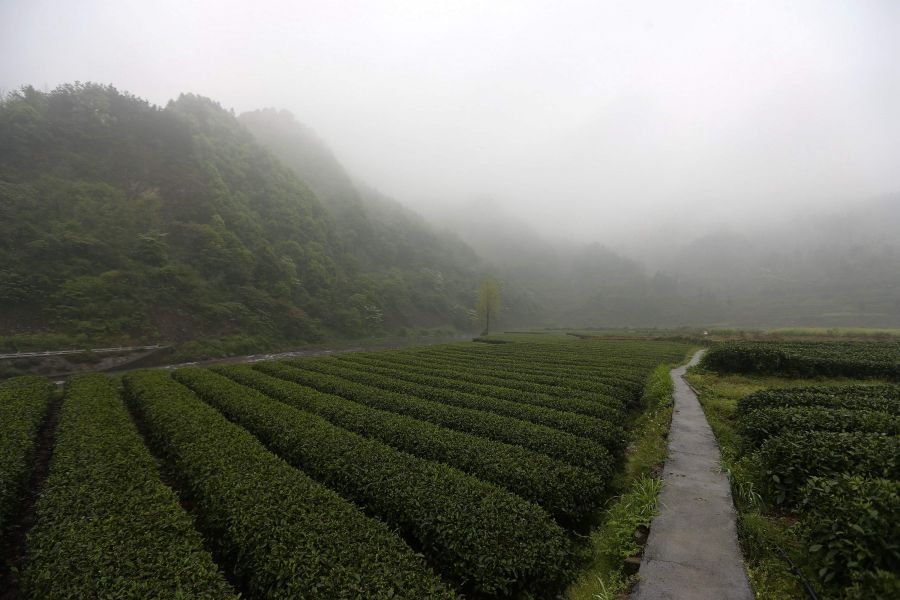 農(nóng)行重慶秀山支行通過公司、基地、農(nóng)戶支持當(dāng)?shù)剞r(nóng)民走上脫民致富